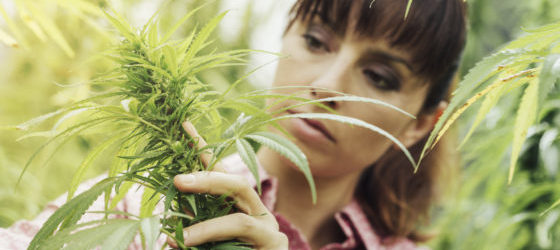 Marijuana Laws: Understanding Legalization and