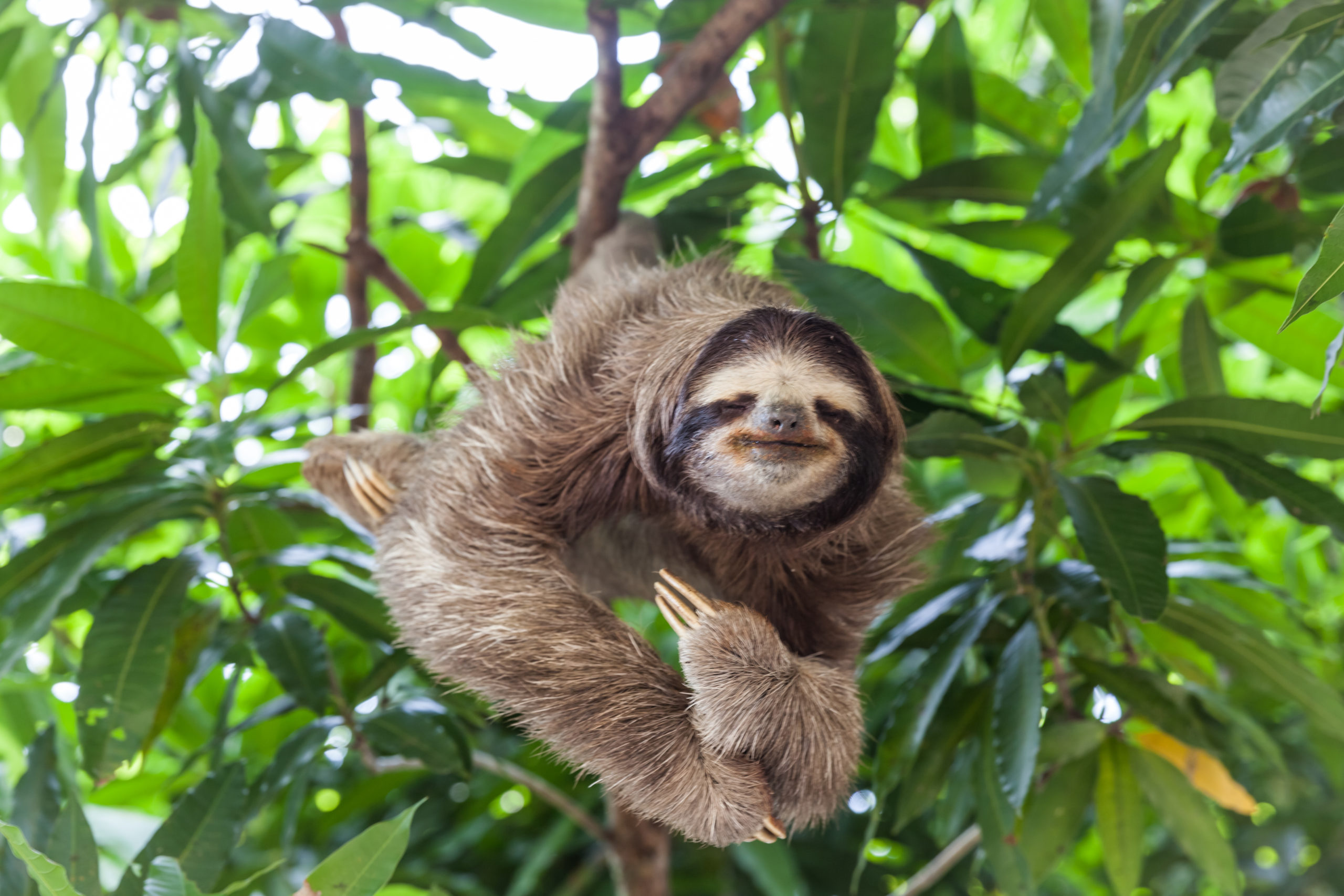 Is it Legal to Own a Pet Sloth in California?
